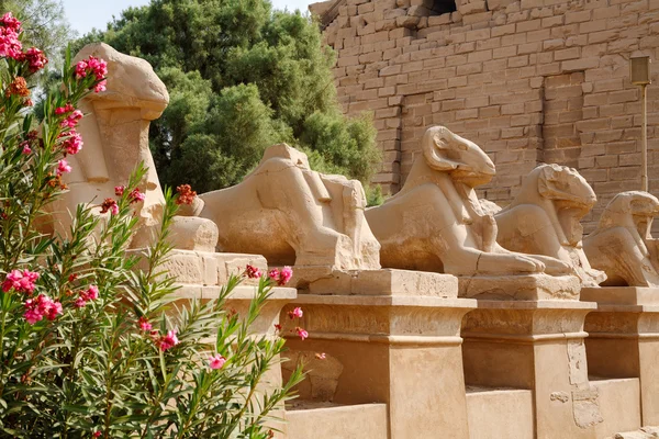 Sphinxes Avenue. Luxor, Egitto — Foto Stock