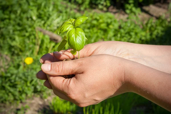 Sprout — Stock Photo, Image