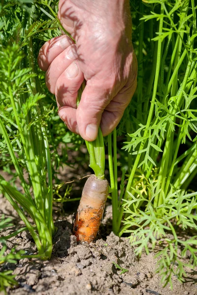 Ekologisk morot — Stockfoto