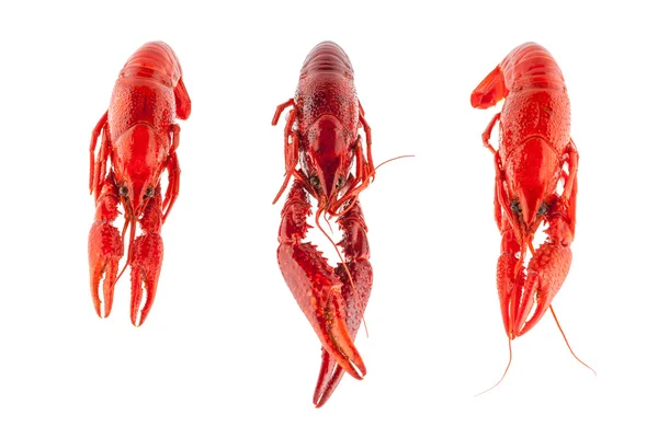 Three crayfish — Stock Photo, Image