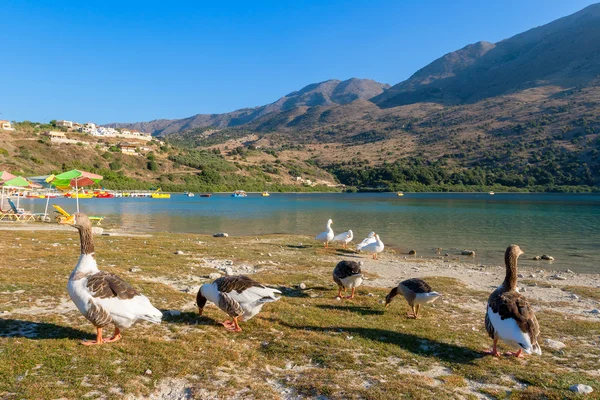 クルナス湖があります。クレタ島、ギリシャ — ストック写真