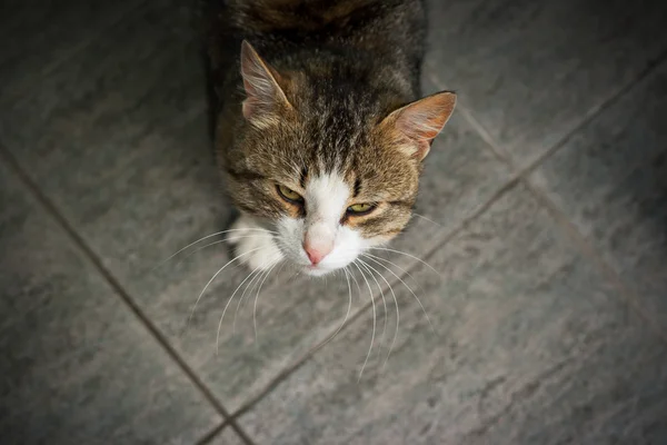 Chat tabby — Photo
