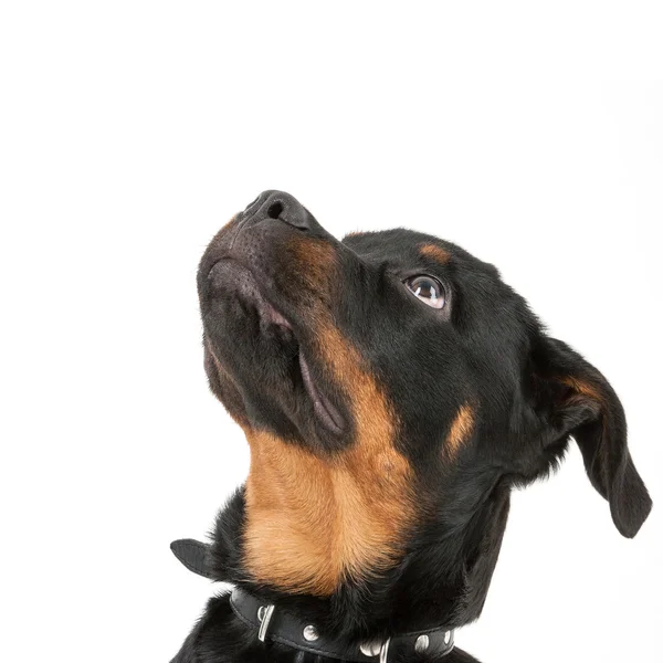 Rottweiler dog — Stock Photo, Image