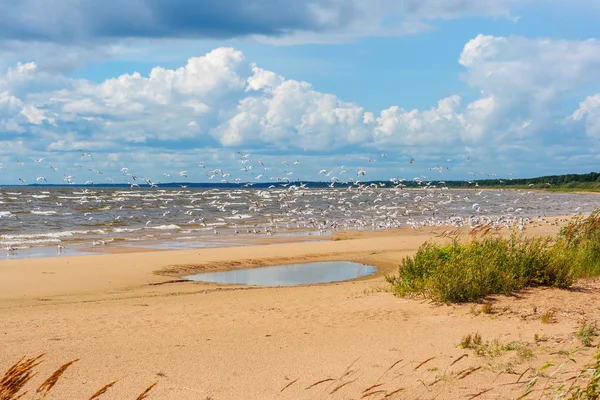 La riva del lago Peipus. Estonia — Foto Stock