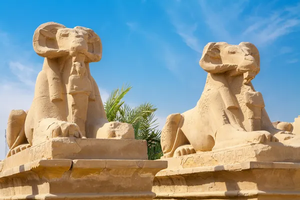 Des sphinx. Louxor, Égypte — Photo