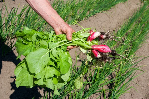 Radijs op marktorganische radijs — Stockfoto