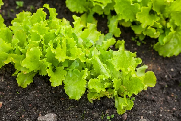 Groene sla — Stockfoto