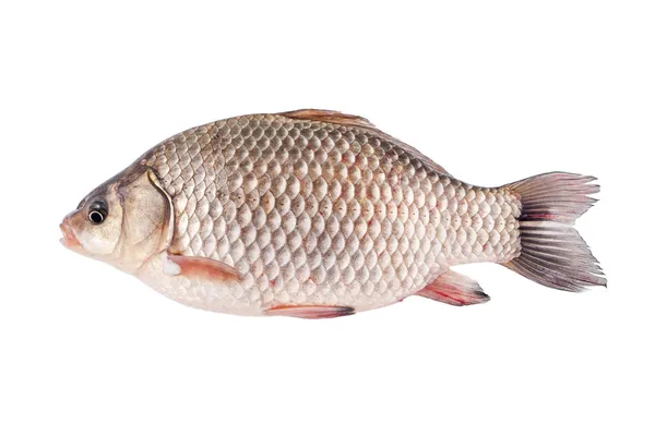 Crucian — Stock Image Crucian Royalty Free Stock Photos