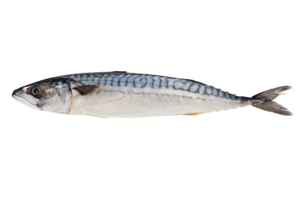 Makrill fisk — Stockfoto