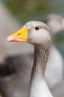 Greylag kaz portresi (Anser anser). İngiltere