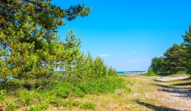 Baltık Denizi 'nin kıyısındaki aşırı gelişmiş kumullar. Valkla, Estonya