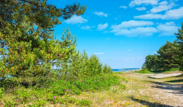 Overgrown Dunes Beach Baltic Sea Valkla Estonia — Stock Photo, Image