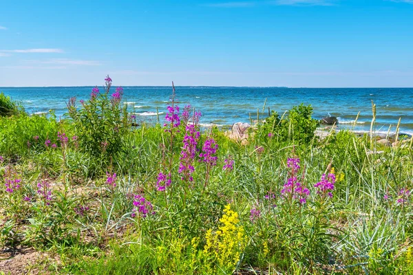 Baltic Sea Coast Covered Motley Grass Kaberneeme Estonia — Stockfoto