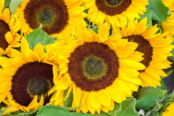 Blooming Sunflowers Natural Background Selective Focus — Stock Photo, Image