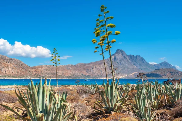 Natural Landscape Blossoming Agavas Gramvousa Island Balos Backdrop Crete Greec — Stock Photo, Image
