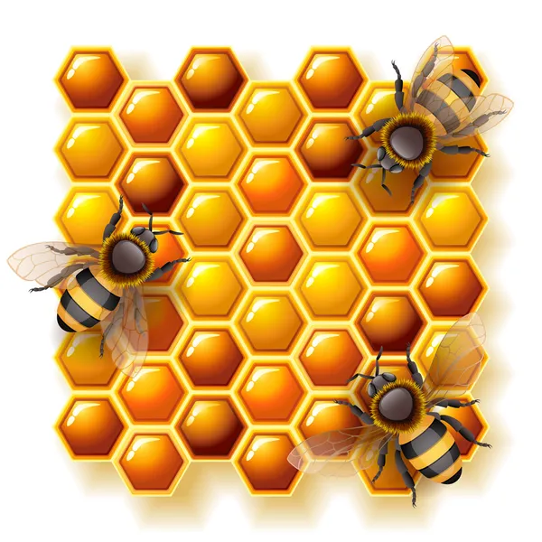 Abeilles et miel — Image vectorielle