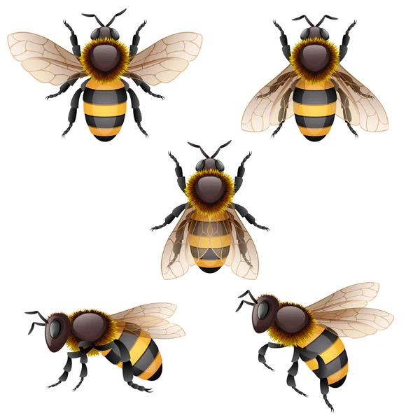 Las abejas sobre blanco — Vector de stock