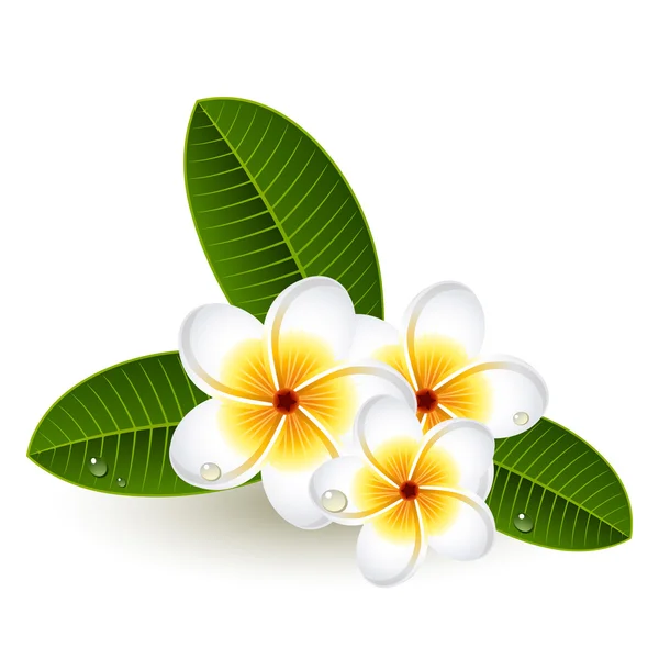 Plumeria — Stockvector