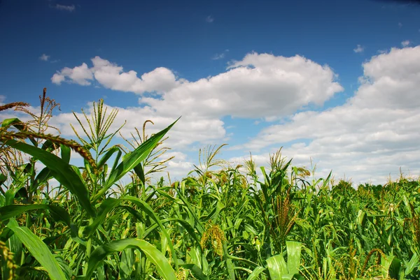 Planta de milho sobre céu azul nublado — Fotografia de Stock