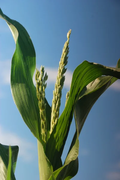 Maïs planten over duidelijke blauwe hemel — Stockfoto