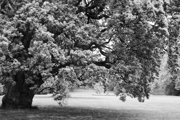 Grande quercia solitaria in bianco e nero — Foto Stock