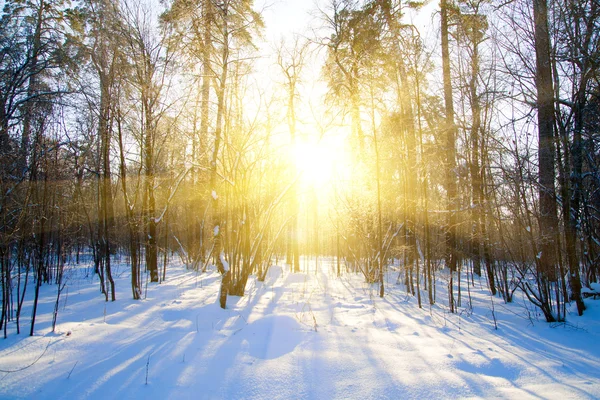 Zonsondergang in de winter prachtige met bomen in sneeuw — Stockfoto