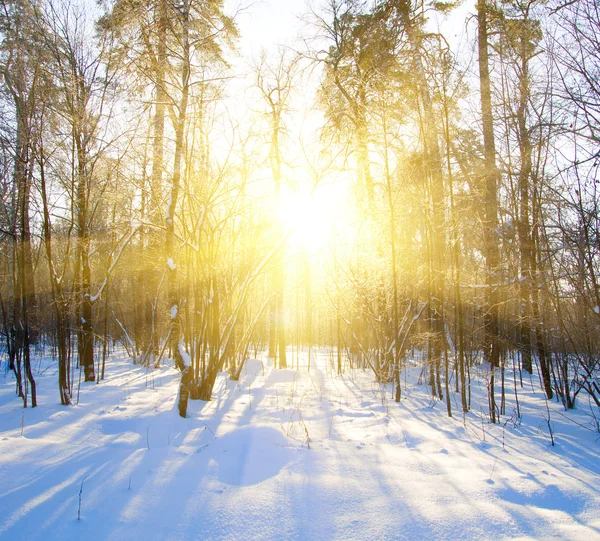 美丽的冬天夕阳与树木的雪 — 图库照片