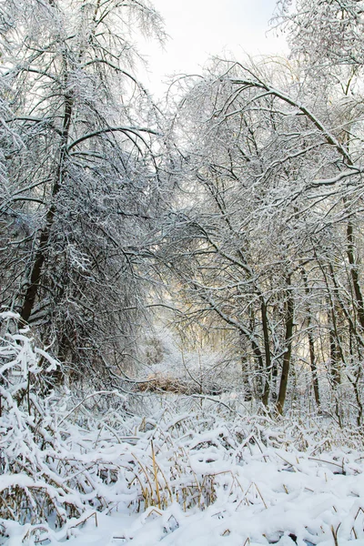 Zima śnieg drzewa krajobraz — Zdjęcie stockowe