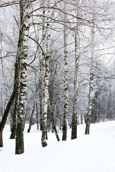 Beco de inverno de bétula — Fotografia de Stock