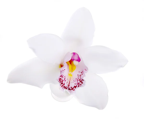 Изолированная белая орхидея — стоковое фото