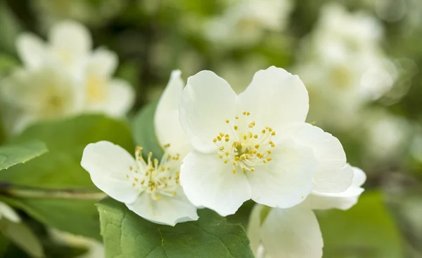 Jazmín flor blanca — Foto de Stock