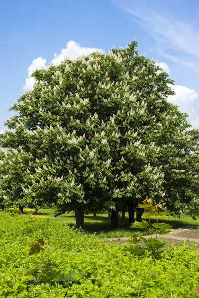 Chestnut tree with white flowers and blue sky — Stock Photo, Image
