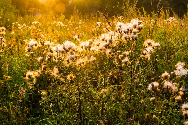 Blumenfeld unter der Morgensonne — Stockfoto