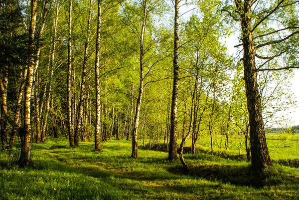 Spring birch grove — Stock Photo, Image