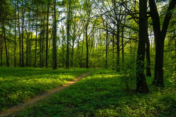 Spring birch grove — Stock Photo, Image