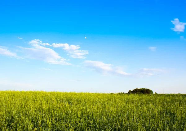 Campo de hierba y cielo dramático al atardecer — Foto de Stock