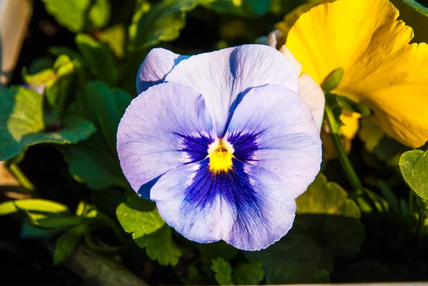 Pansy viola tricolor — стоковое фото