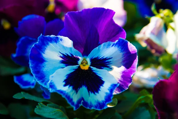 Pansy viola tricolor flor — Foto de Stock