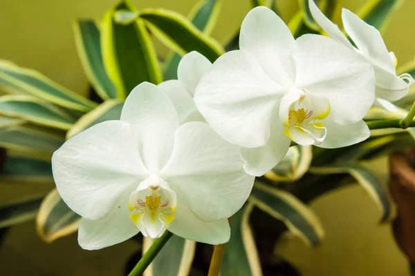 Beyaz phalaenopsis orkide — Stok fotoğraf