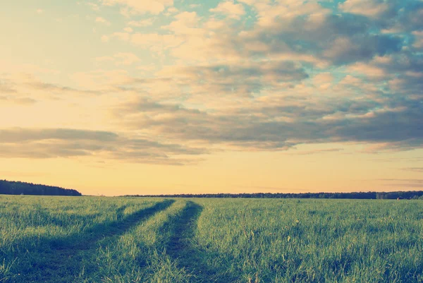 Grass field and dramatic sky at sunset — Stock Photo, Image