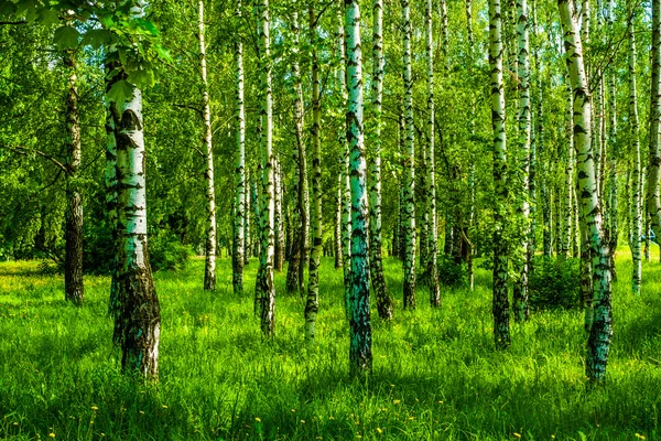 Spring birch grove — Stock Photo, Image