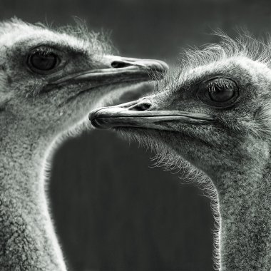 Portrait of two ostriches clipart