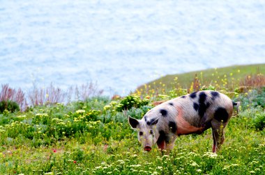 A spotty pig in wildflowers clipart
