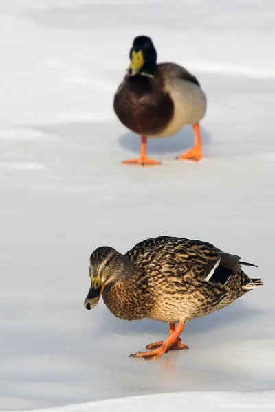 Två ankor på vintern — Stockfoto