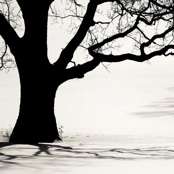 La silueta del árbol viejo en invierno —  Fotos de Stock