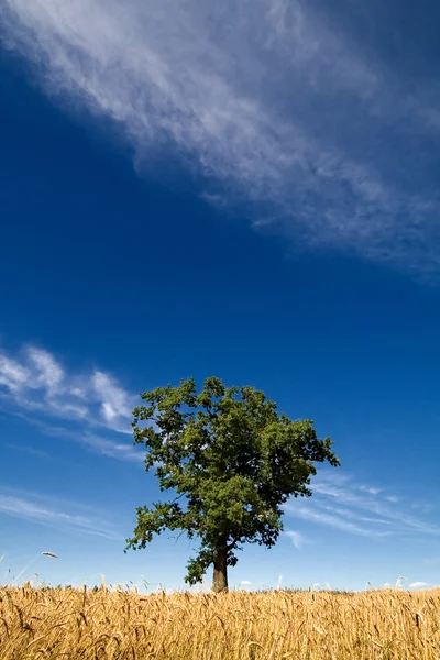 Zielone drzewo na tle ciemnego niebieskiego nieba, chmur i krzyczeć — Zdjęcie stockowe