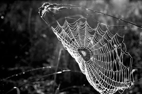 Mañana telaraña en una hoja —  Fotos de Stock