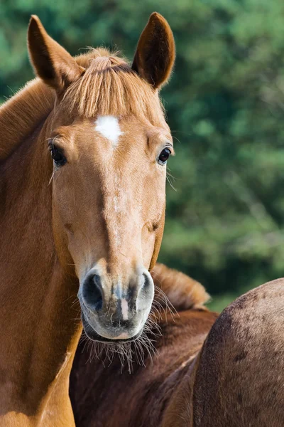 Portret van een paard — Stockfoto