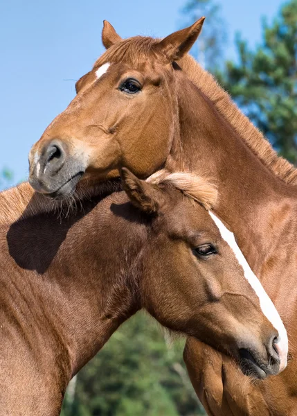 Porträtt av två hästar — Stockfoto