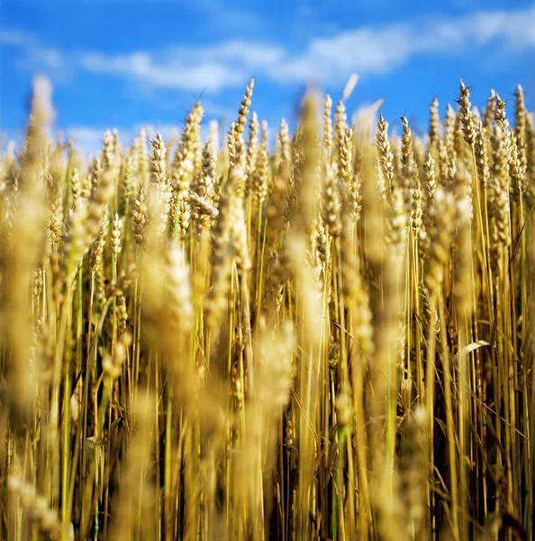 Campo de cereais — Fotografia de Stock